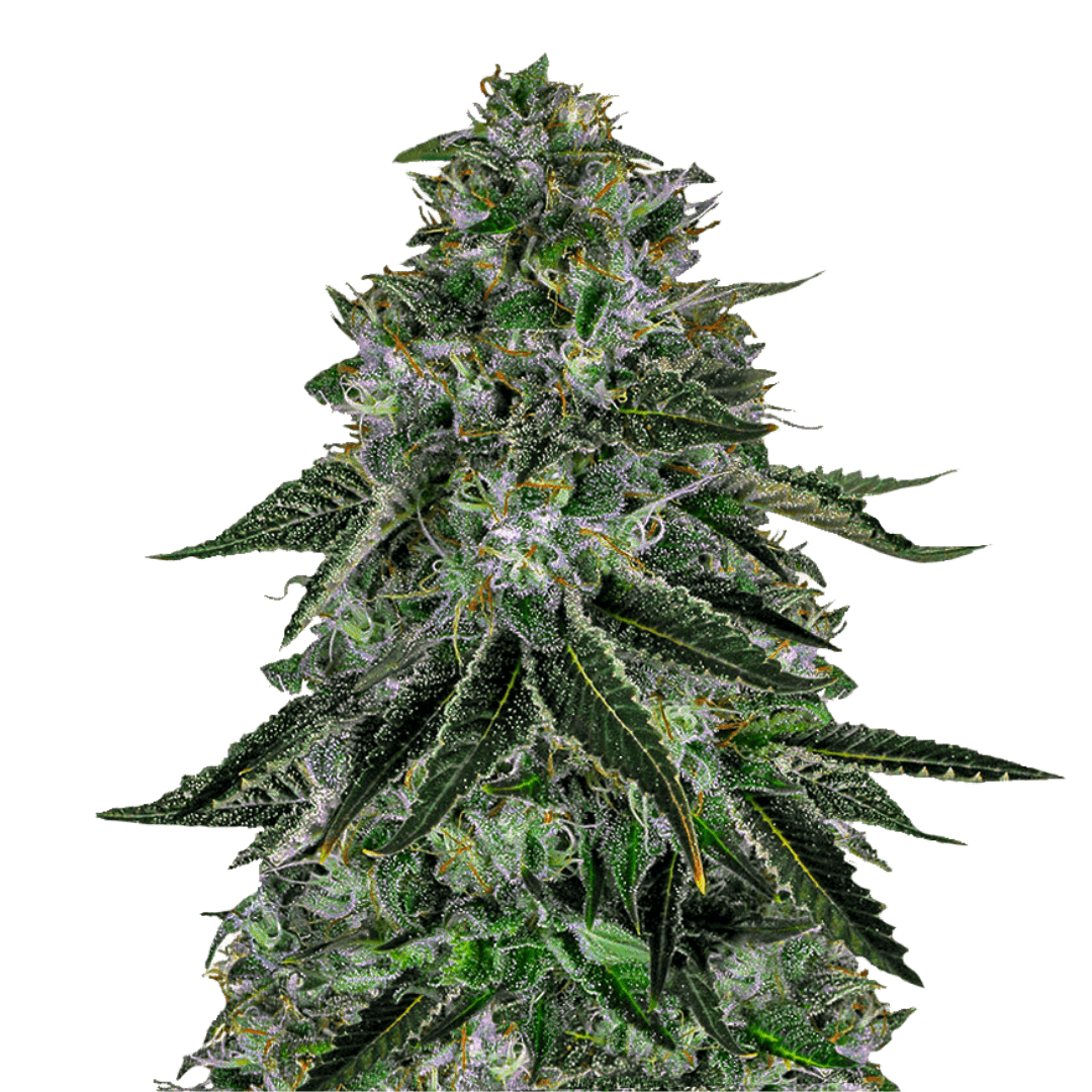 Autoflower AK 47 Cannabis Samen Feminisiert